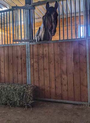 horse in stall - Central Alberta Equine Rehab & Wellness Centre