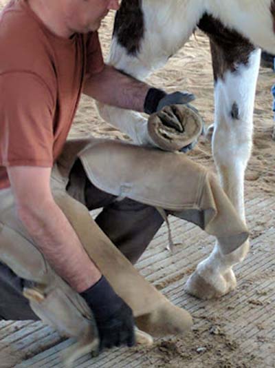 podiatry - Central Alberta Equine Rehab & Wellness Centre