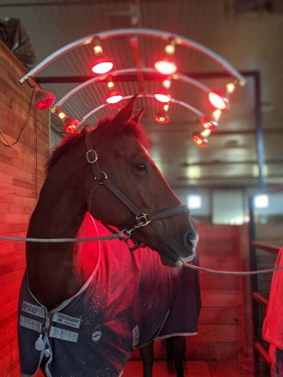 horse solarium - Central Alberta Equine Rehab & Wellness Centre